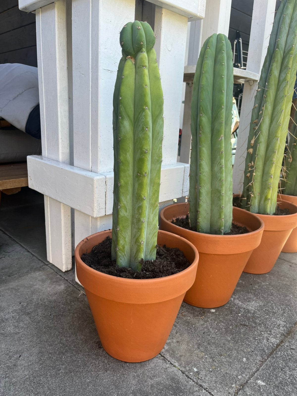 San Pedro Cactussen, Huis en Inrichting, Ophalen, Minder dan 100 cm, In pot, Cactus