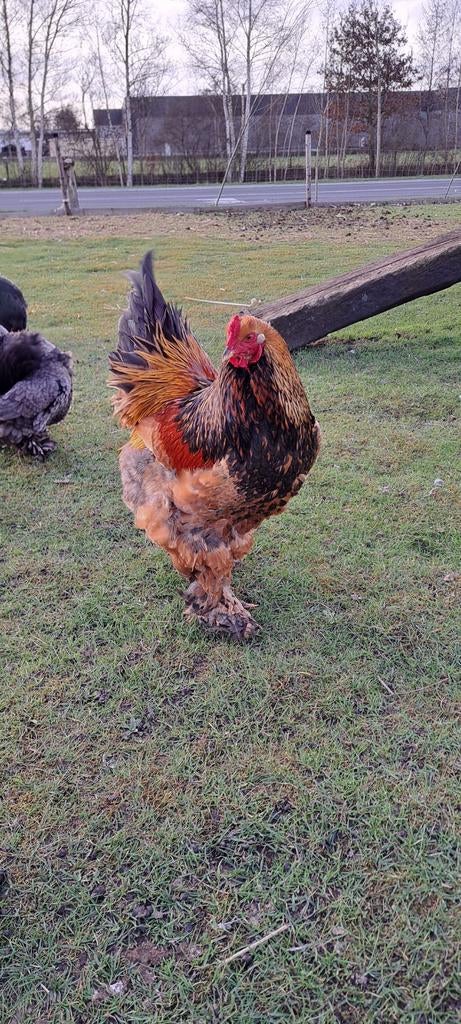 Brahma broed eieren, Dieren en Toebehoren, Pluimvee, Geslacht onbekend, Kip