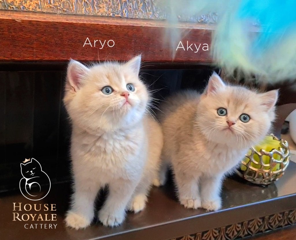De mooiste en liefste Britse Korthaar kittens met stamboom, Dieren en Toebehoren, Katten en Kittens | Raskatten | Korthaar, Meerdere dieren
