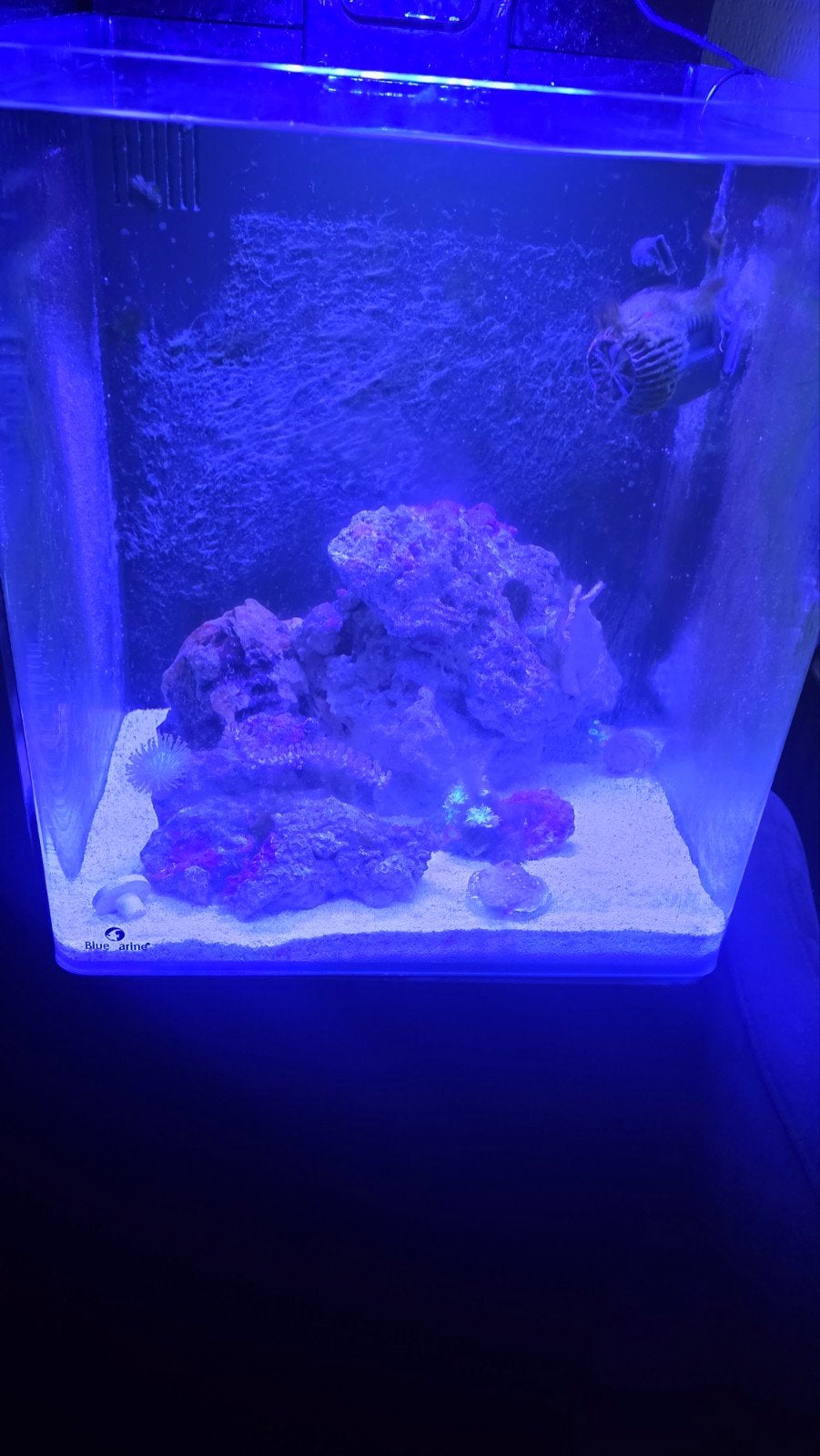 blue marine 60 zee aquarium, Dieren en Toebehoren, Vissen | Aquaria en Toebehoren, Ophalen, Gevuld zeewateraquarium, Gebruikt