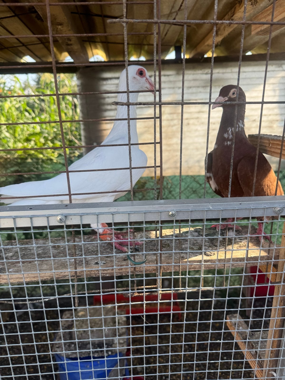 Te koop, Dieren en Toebehoren, Vogels | Duiven, Meerdere dieren, Overige soorten