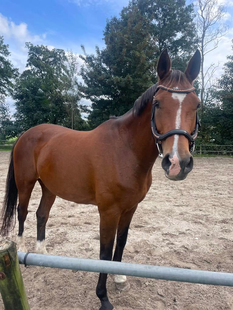 Super mooie recreatie merrie, Merrie, Dressuurpaard