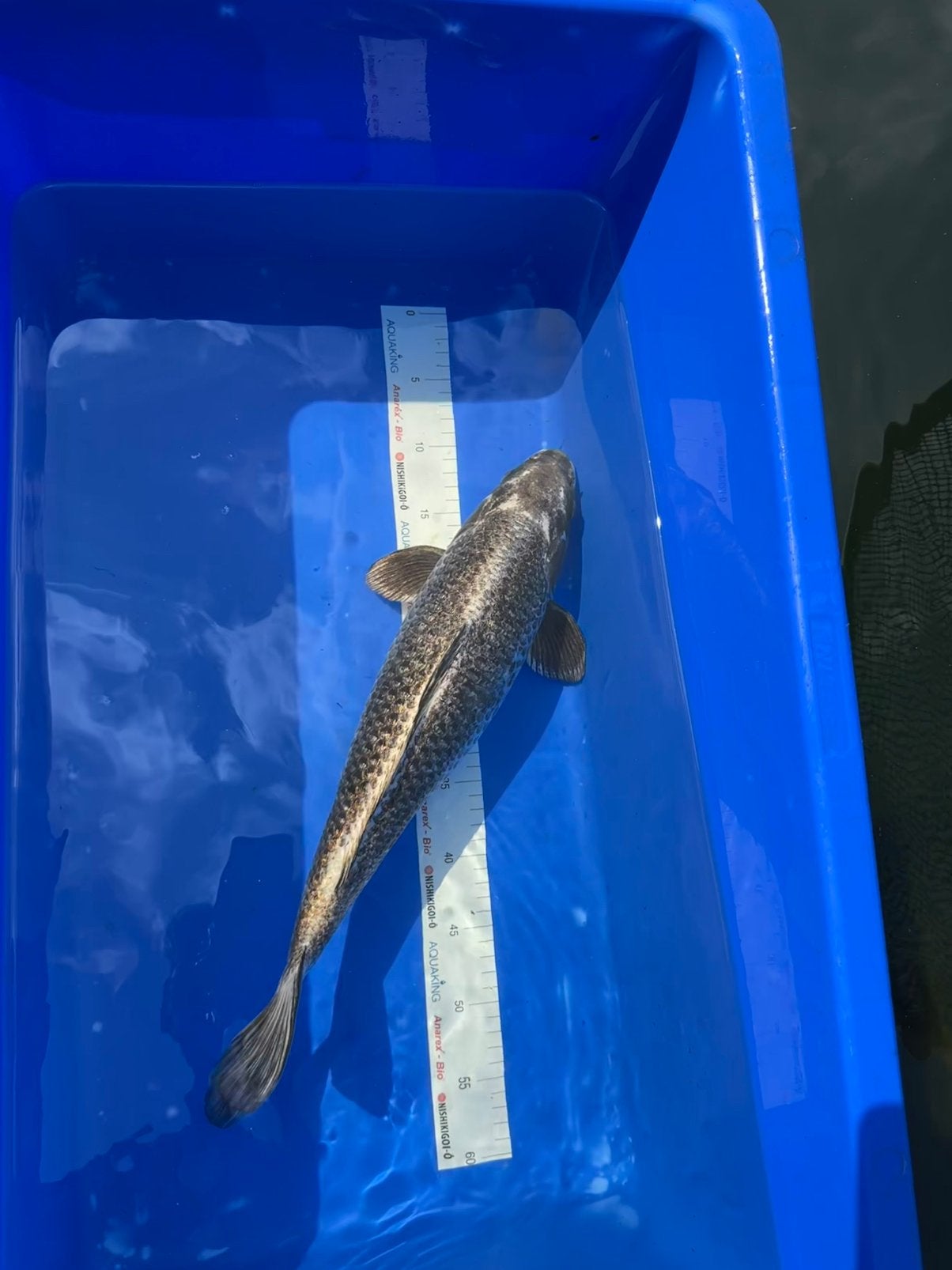 Japanse koi metallic Maruhiro, Karper of Koi