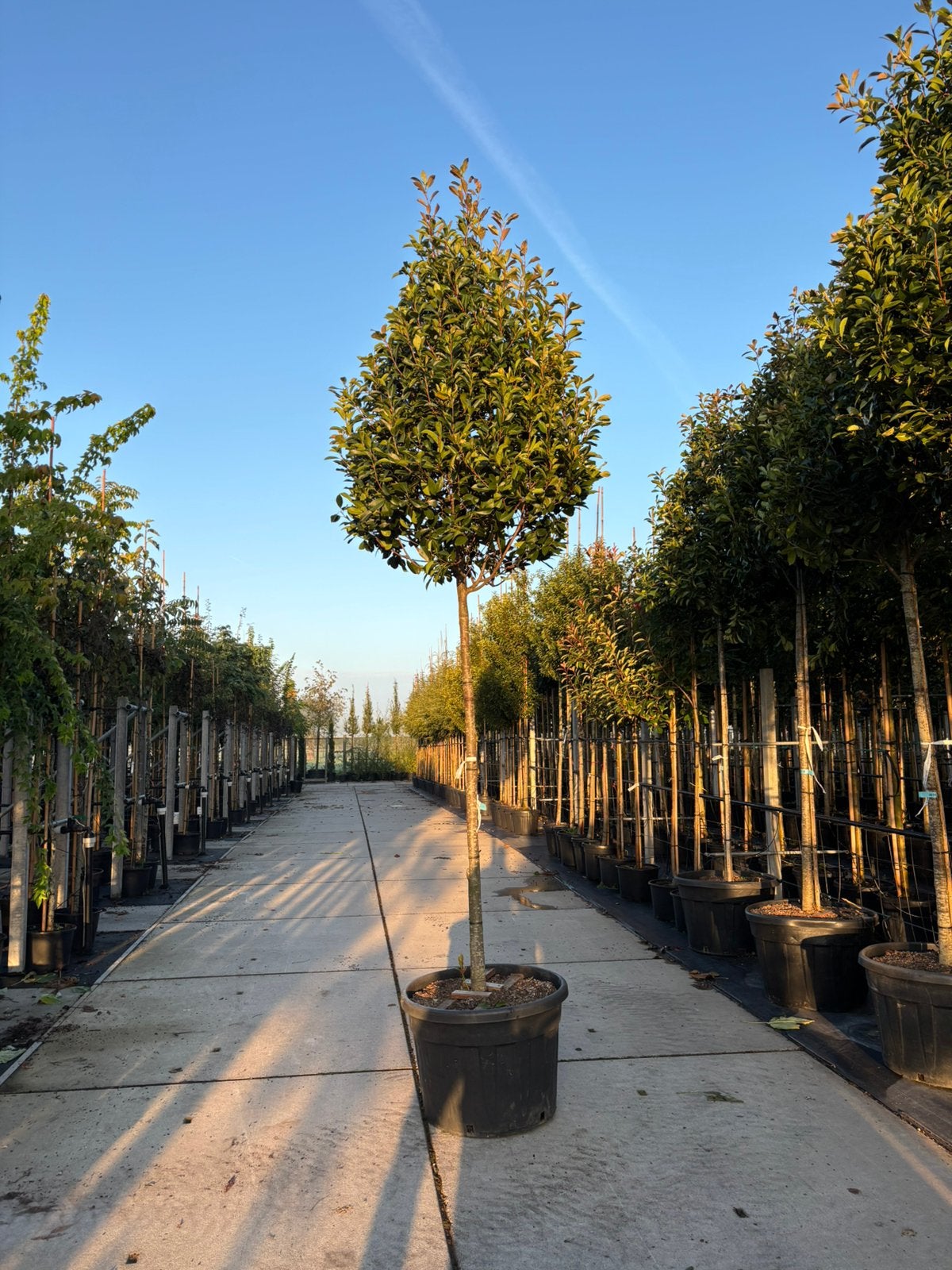 Photinia  fraseri ‘Red Robin’ – Glansmispel hoogstam, In pot, Halfschaduw, Lente, 100 tot 250 cm