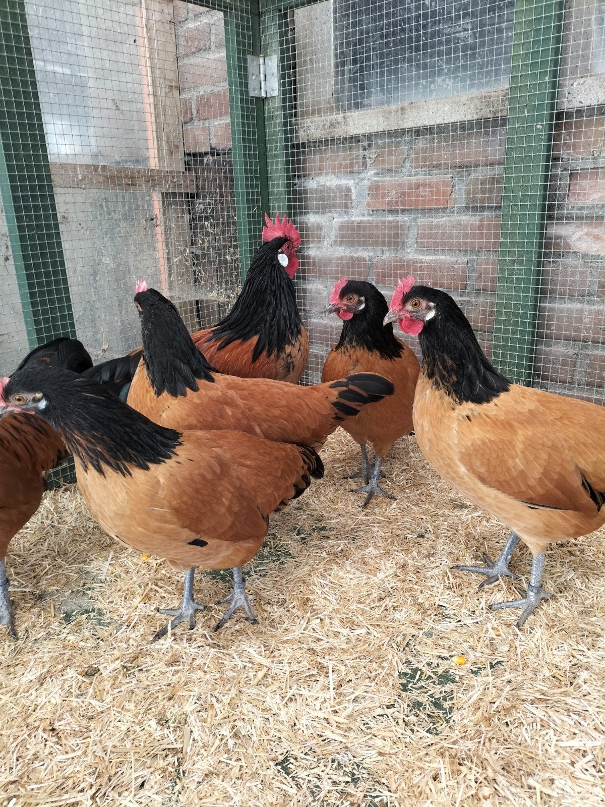 Toom Vorwerk kriel, Dieren en Toebehoren, Meerdere dieren, Kip