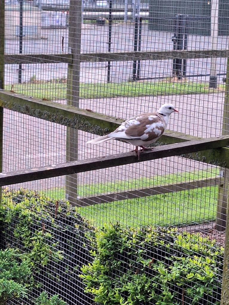 Te koop, meerdere bonte tortelduiven, Dieren en Toebehoren, Meerdere dieren, Overige soorten