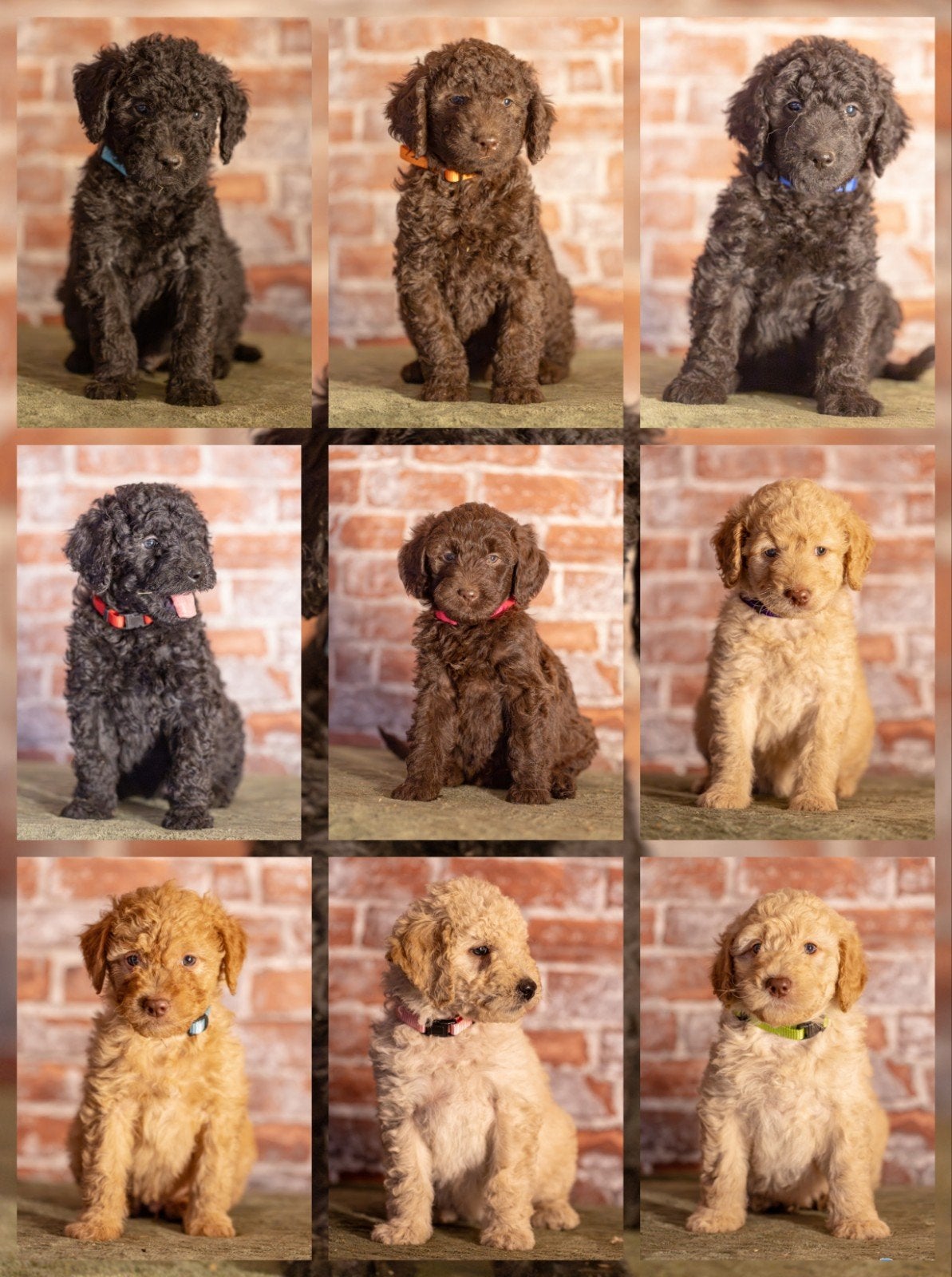 Mooie Medium Doodles!, 8 tot 15 weken, Meerdere, Meerdere dieren, Nederland