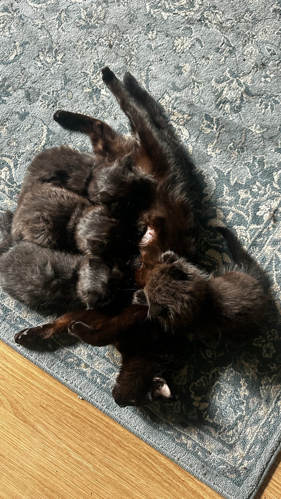 Super lieve brits kort & langhaar kitten, Meerdere dieren, 0 tot 2 jaar