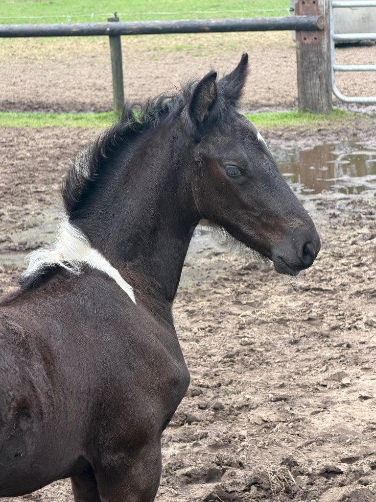 Barock Pinto hengstveulen vader Kenzo 55% Fries bloed, Dieren en Toebehoren, Paarden, Minder dan 160 cm, Niet van toepassing, Dressuurpaard