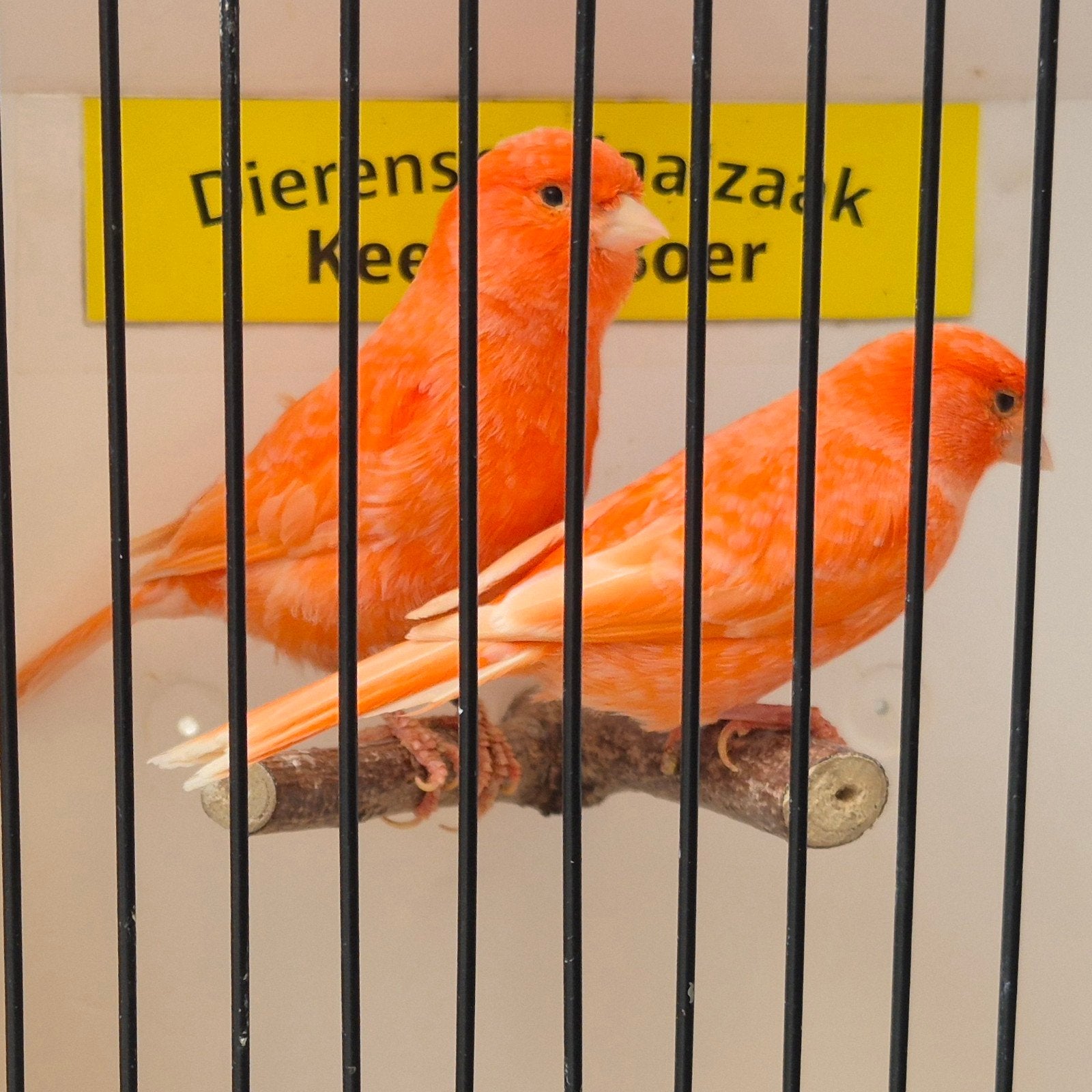 Rode kanaries, Meerdere dieren, Kleurkanarie