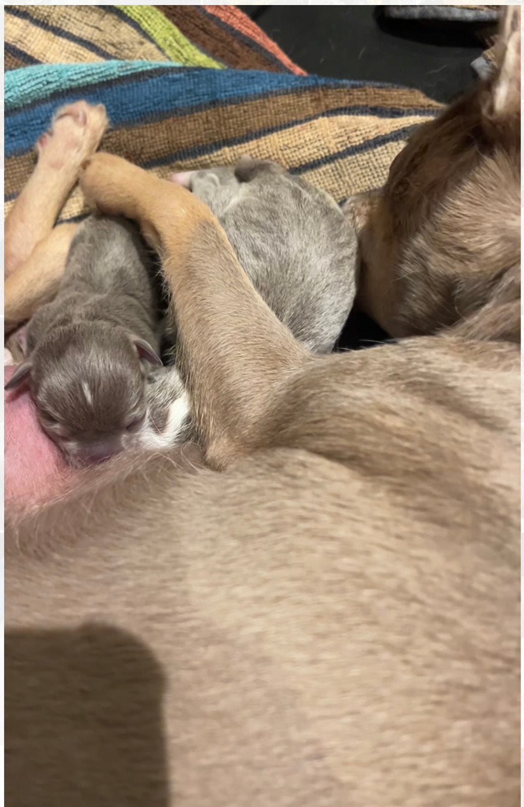 Chihuahua pups Bleu tan wit, 8 tot 15 weken, Meerdere, Meerdere dieren, Chihuahua
