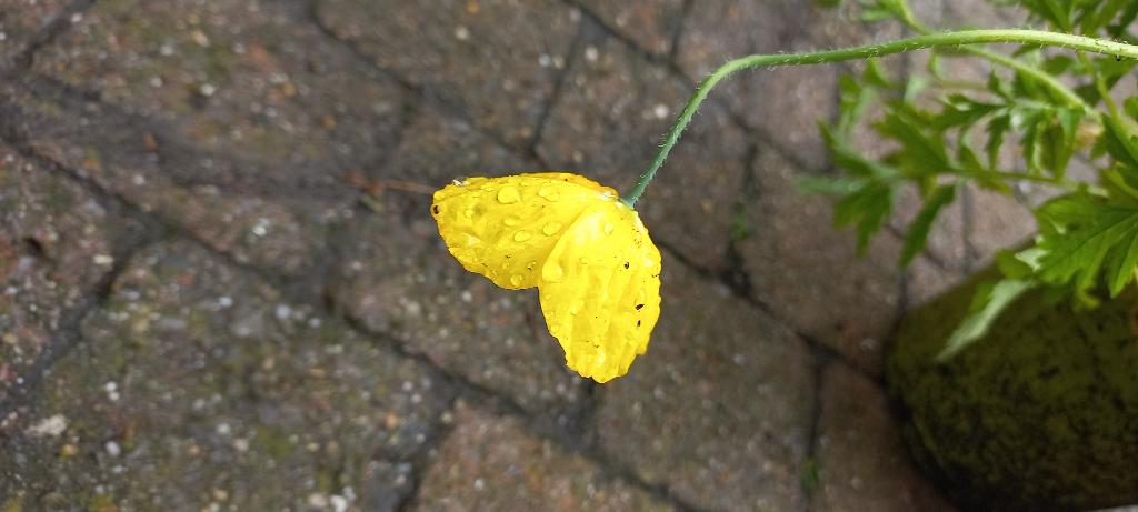 ijslandse papaver 1,60per stuk, Tuin en Terras, Planten | Tuinplanten, Volle zon, Eenjarig, Zomer, Ophalen