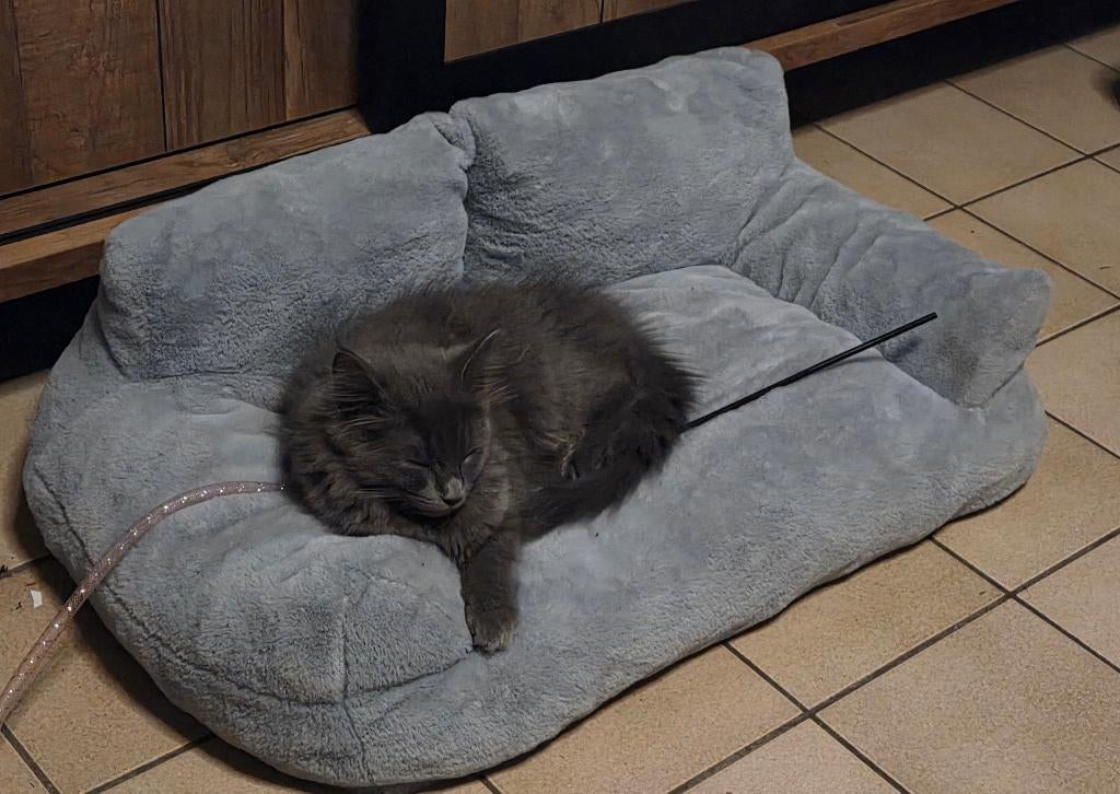 Maine coon kitten, Dieren en Toebehoren, Katten en Kittens | Raskatten | Langhaar, Poes, Ontwormd, 0 tot 2 jaar