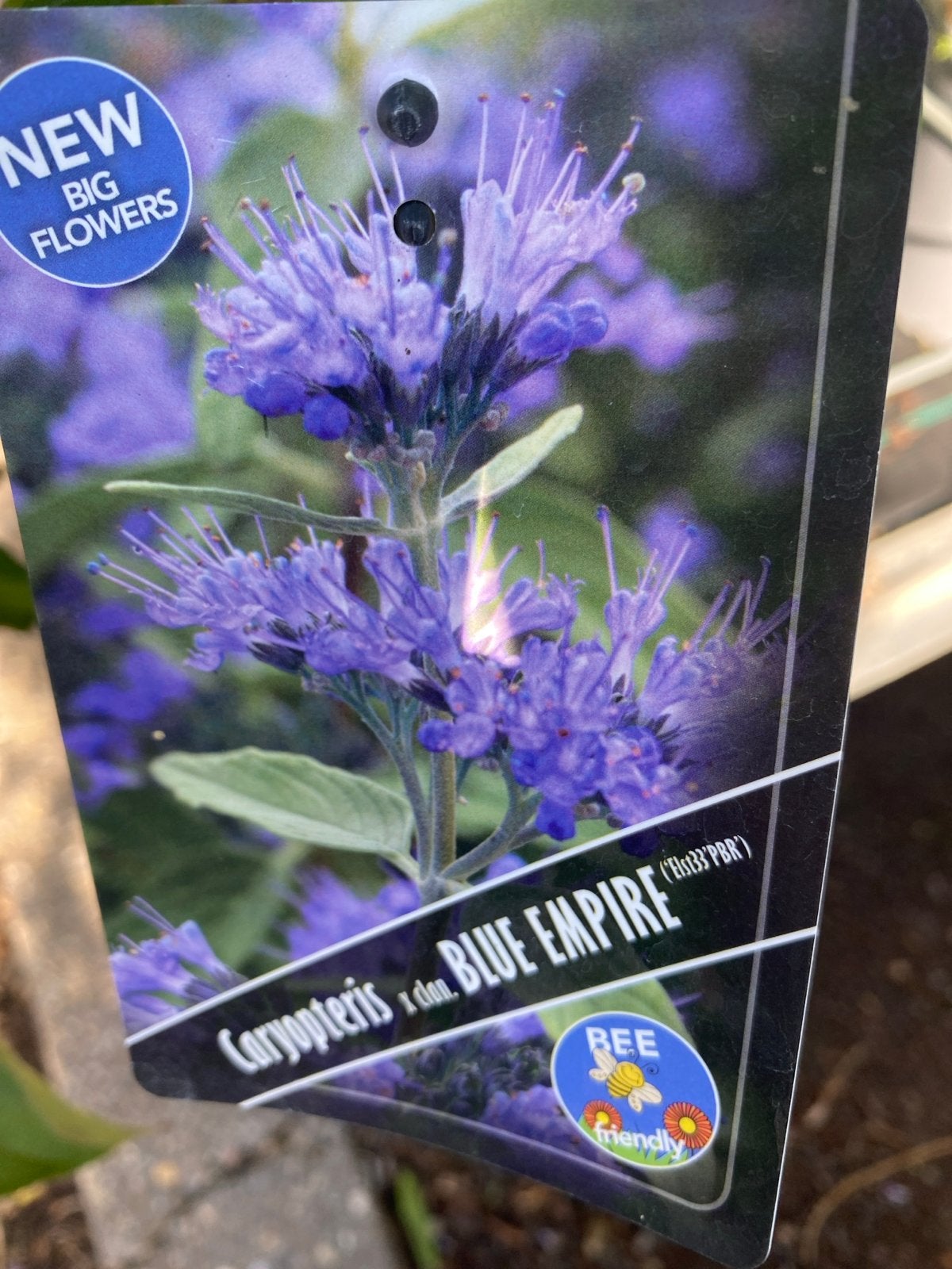 Caryopteris x clandonensis 'Blue Empire' - Blauwbaard, Volle zon, Vaste plant, Herfst, Ophalen