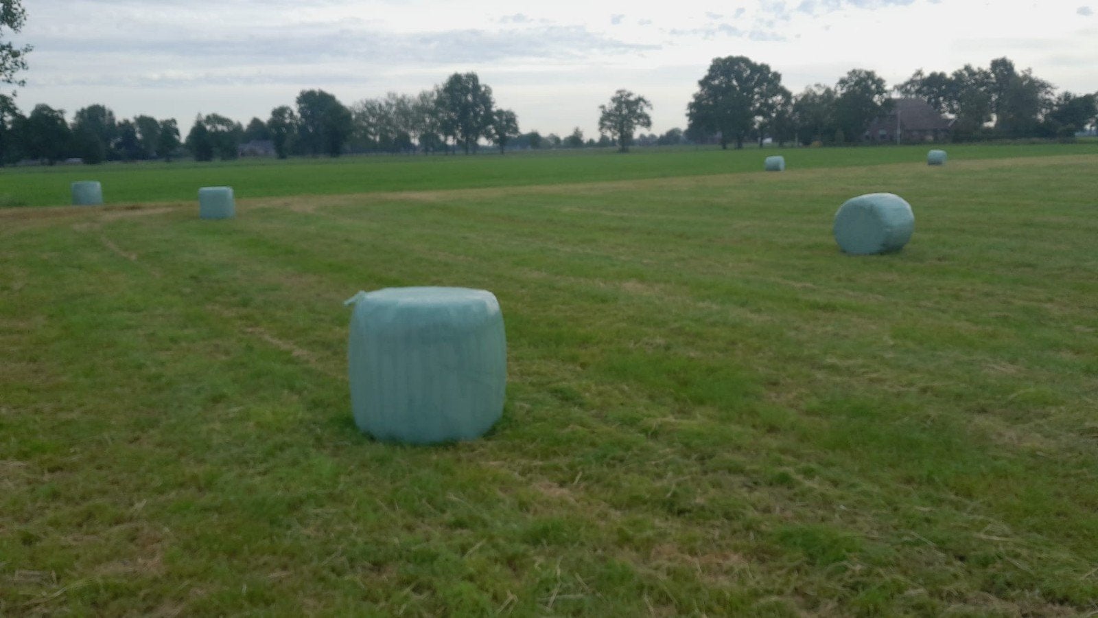 Midi ronde balen bijna droog hooi super kwaliteit voer, Dieren en Toebehoren, Ophalen of Verzenden, Vee
