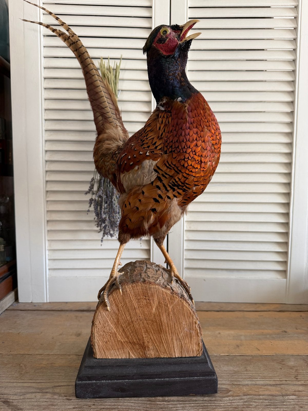 Taxidermie, Ophalen