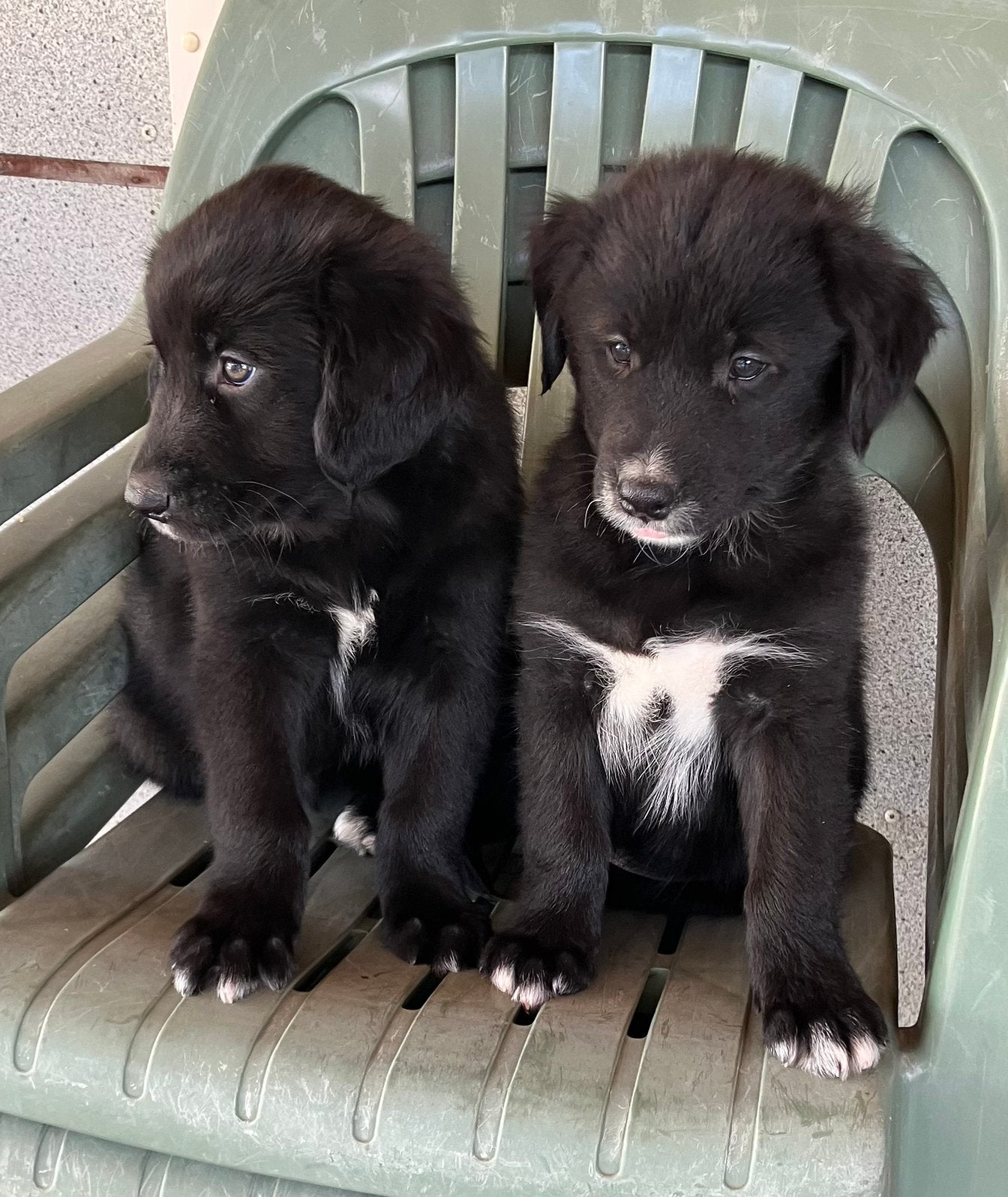 Golden retriever/ Australië shepherd, Golden retriever, Parvo, 8 tot 15 weken, Meerdere
