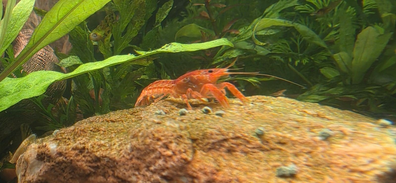 CPO kreeften AKTIE - AKTIE - AKTIE, Dieren en Toebehoren, Kreeft, Krab of Garnaal, Zoetwatervis