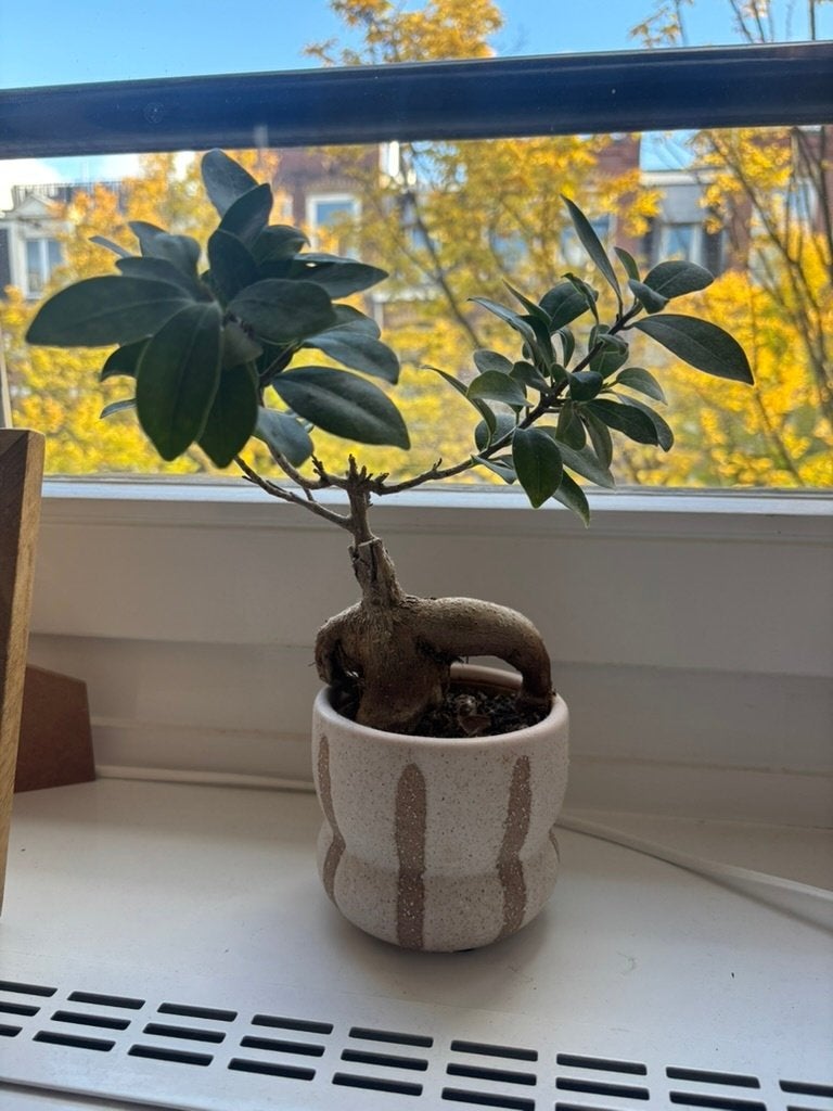 Ginseng Ficus bonsai-style plant in ceramic pot, Ophalen, Ficus, Halfschaduw, In pot