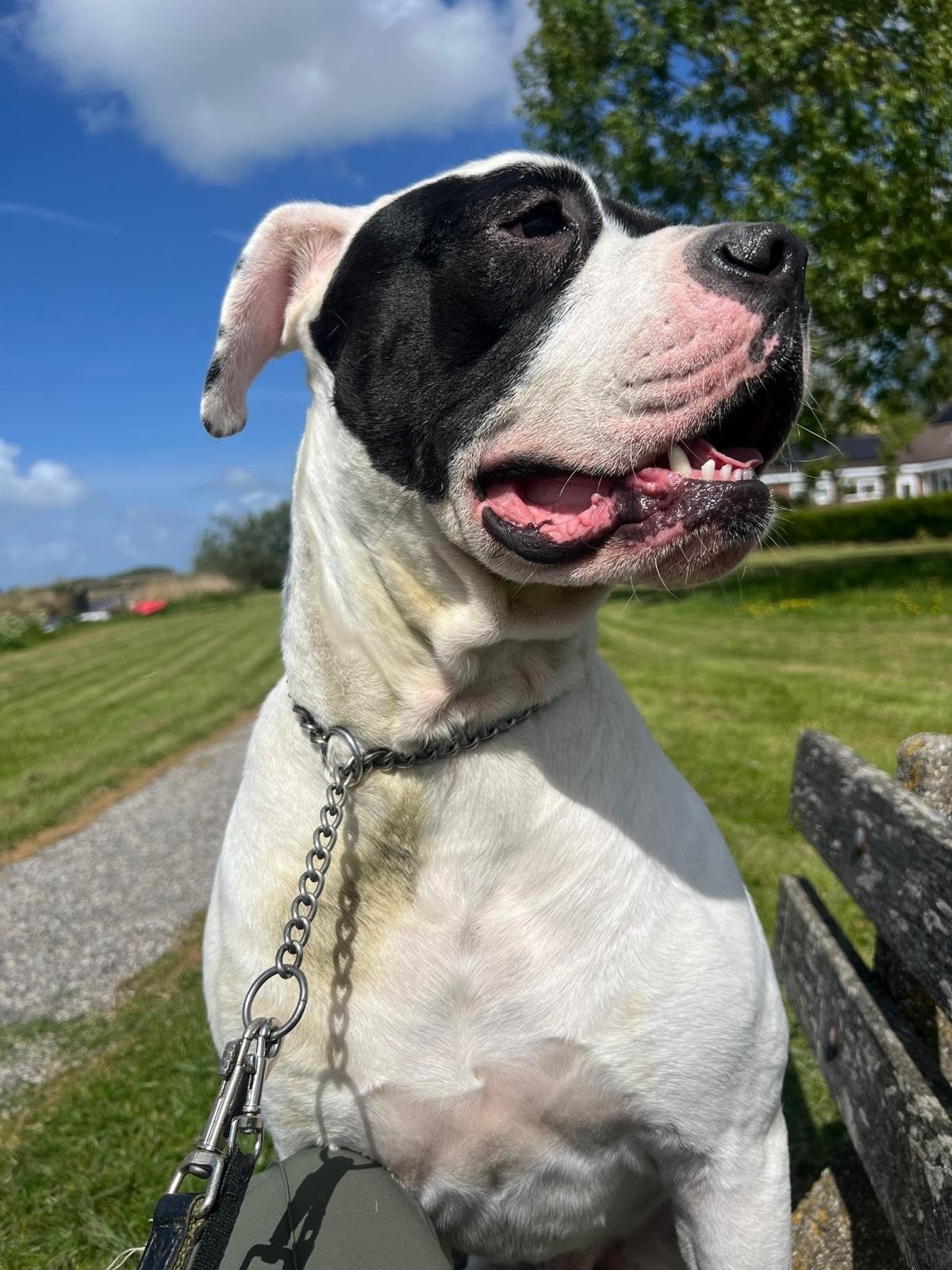Beer zoekt nieuw huisje, Dieren en Toebehoren, Reu, 1 tot 2 jaar, Bulldog, Eén hond