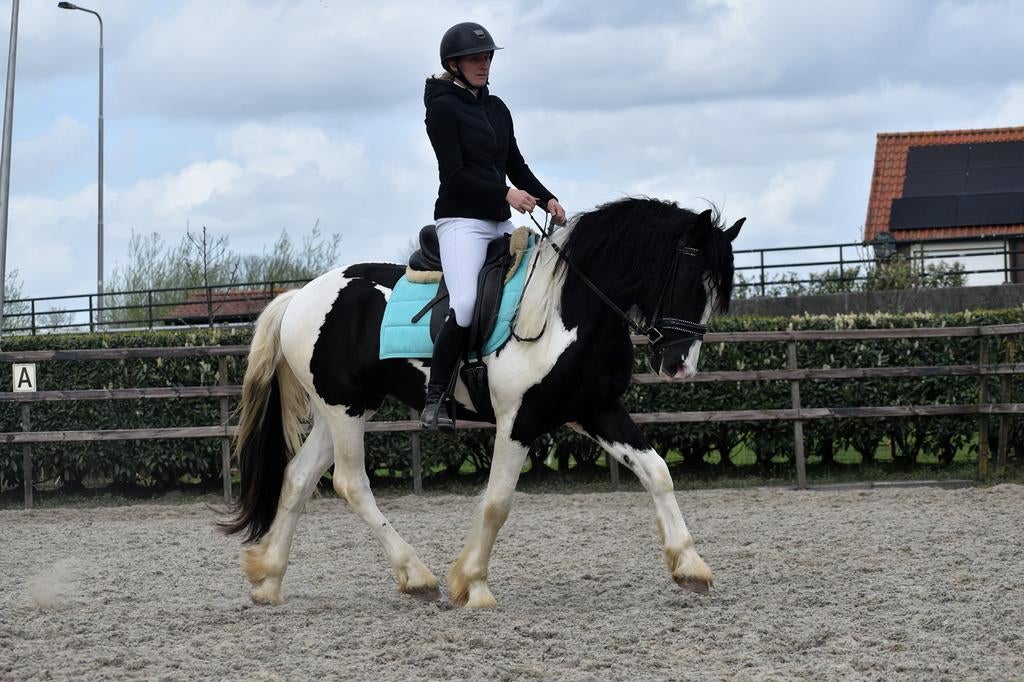 EYECATCHER! Top brave en super fijne barok pinto ruin, Dieren en Toebehoren, Paarden, B, Ruin, Gechipt, 3 tot 6 jaar