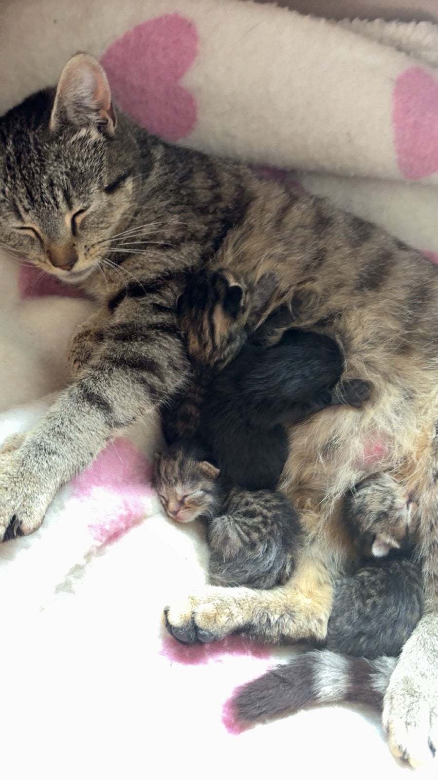 4 schattige kittens zoeken een liefdevol thuis!, Meerdere dieren, Ontwormd