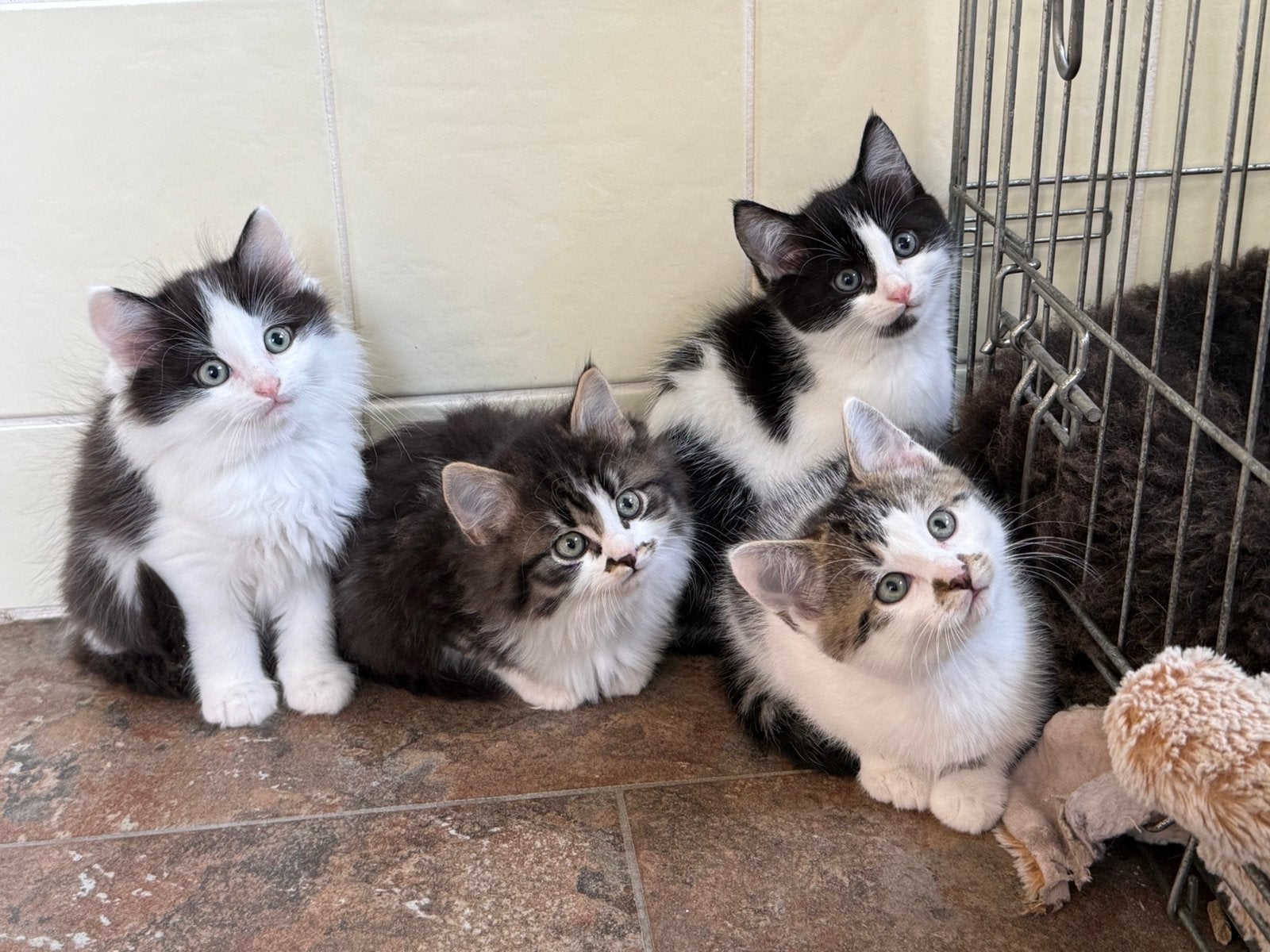 Knappe kitten katertjes x Ragdoll, Dieren en Toebehoren, Kater