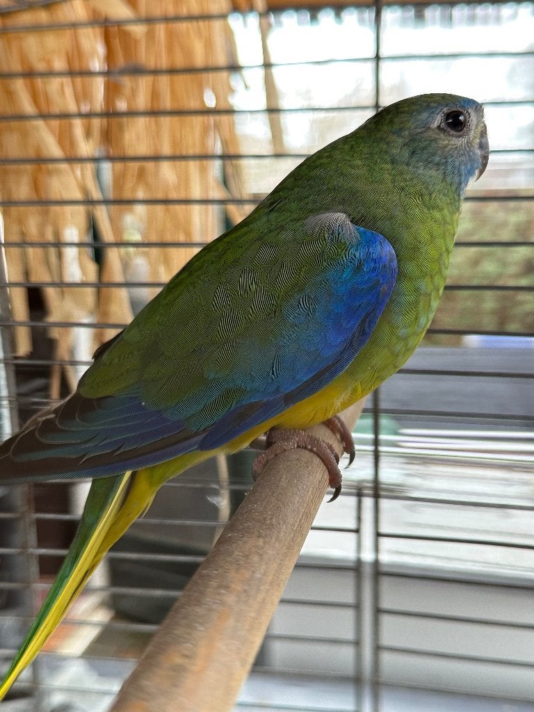 Turquoisine parkiet pop, Dieren en Toebehoren, Vogels | Parkieten en Papegaaien, Vrouwelijk, Parkiet
