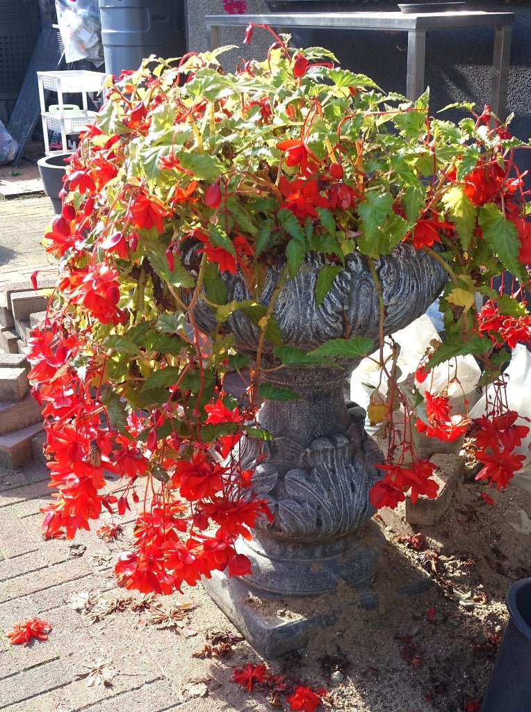 gietbeton planten pot voor buiten - weg = weg prijs, Ophalen, Gebruikt, 40 cm of meer, Rond