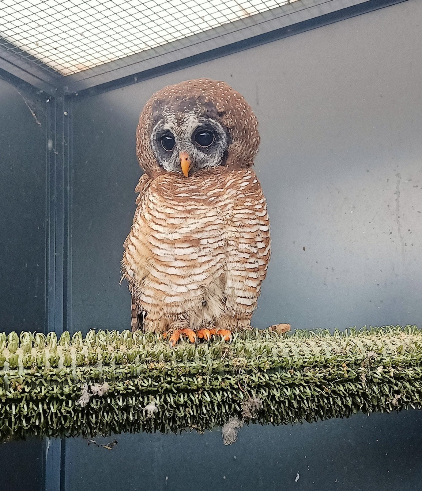 Afrikaanse bosuil, Dieren en Toebehoren, Vogels | Overige Vogels, Vrouwelijk, Roofvogel, Geringd