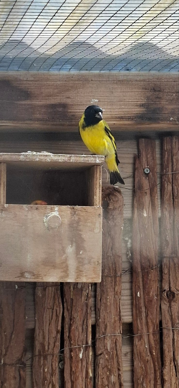 4 zwartkop sijsjes, Meerdere dieren