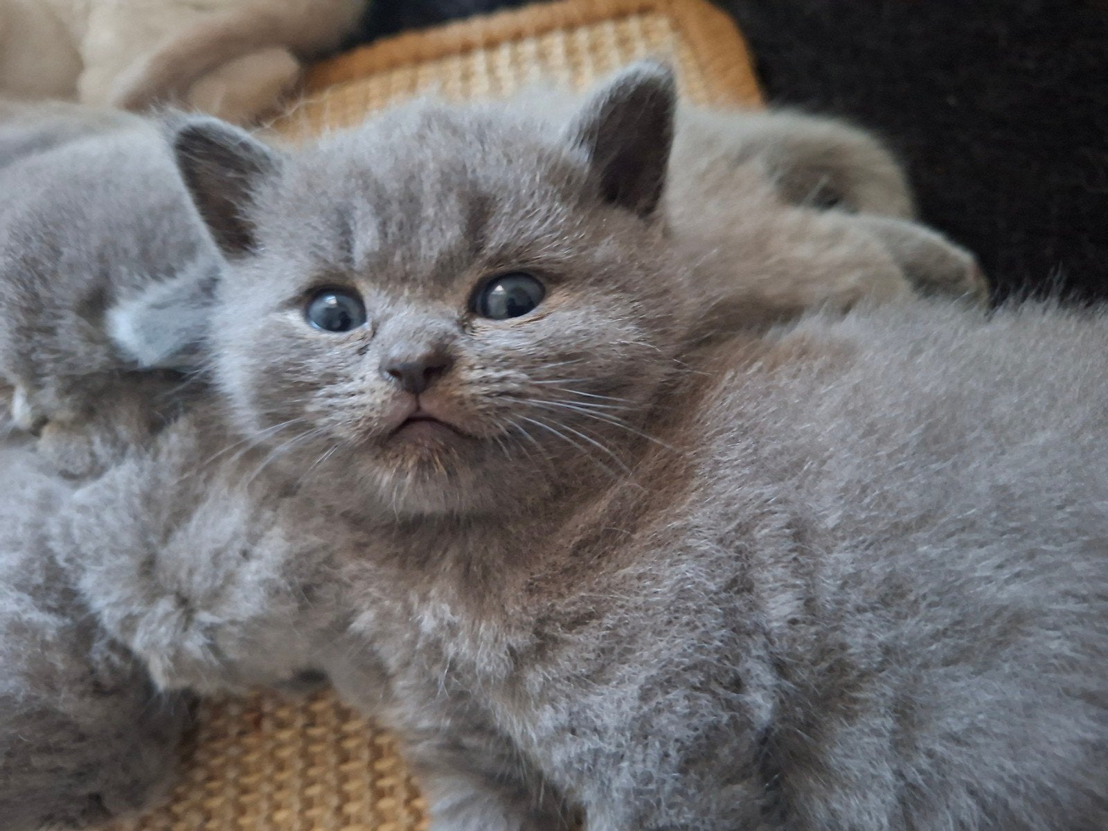 Britse korthaar kittens, Dieren en Toebehoren, Katten en Kittens | Raskatten | Korthaar, Meerdere dieren, Met stamboom, 0 tot 2 jaar