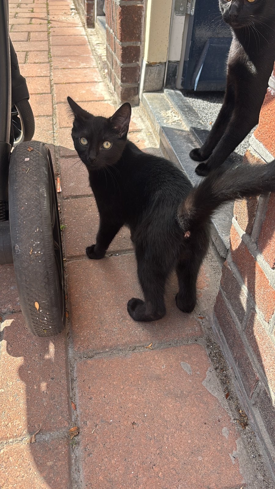 Kitten, Dieren en Toebehoren, Poes