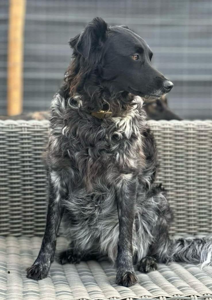 Warm nest voor onze Lily, Dieren en Toebehoren, Teef, Eén hond, CDV (hondenziekte), Nederland