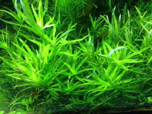 Sterrenkruid, voor straatje van makkelijke aquariumplant (R), Dieren en Toebehoren, Vissen | Aquaria en Toebehoren, Ophalen of Verzenden
