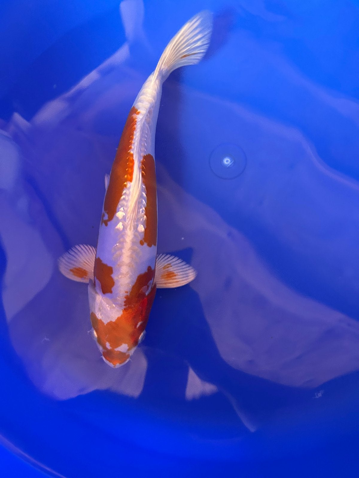 Doitsu kikusui 33cm, Karper of Koi