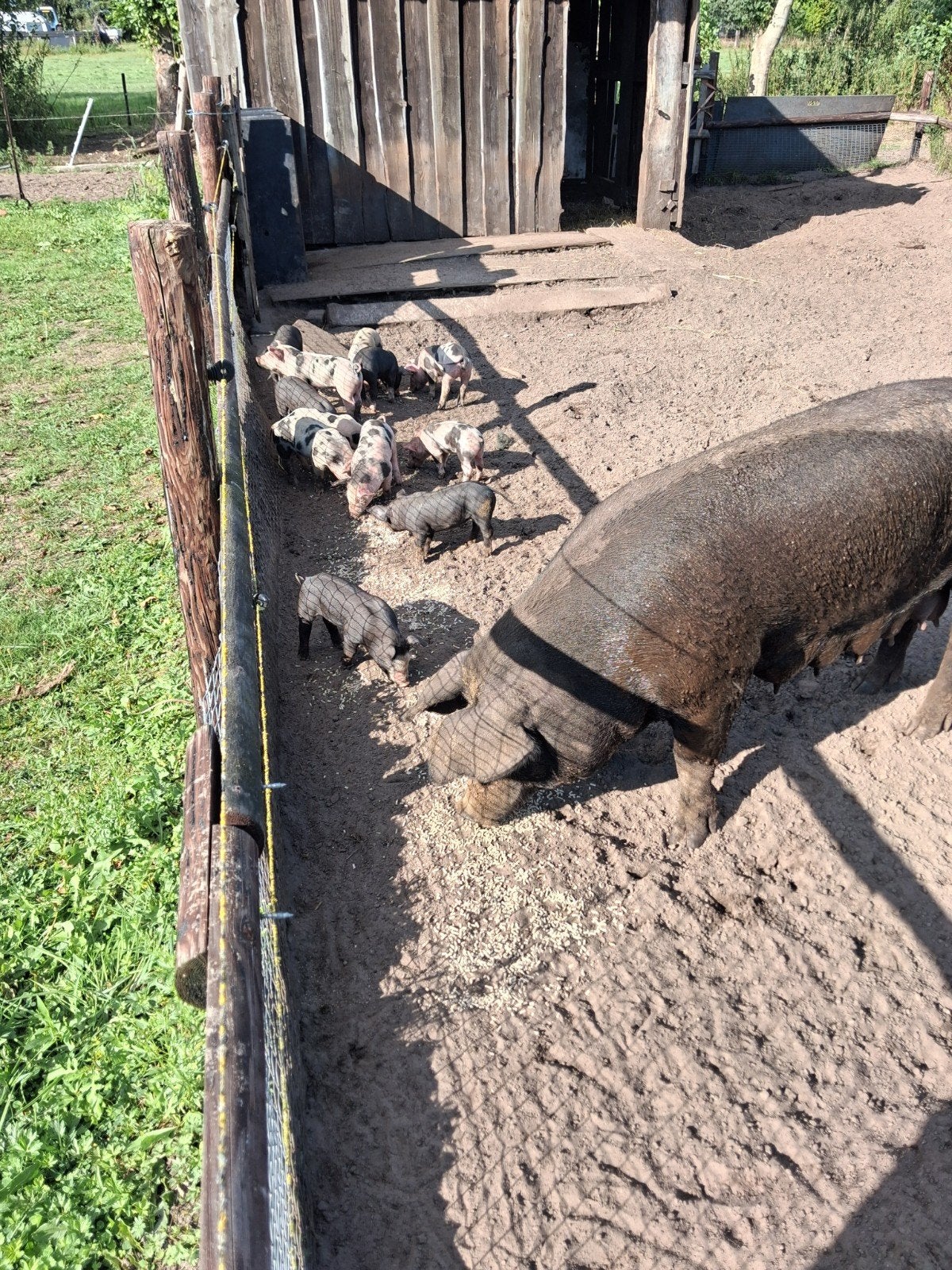 berkshire/Pietrain biggetjes. Shetlander, Mannelijk, Schaap