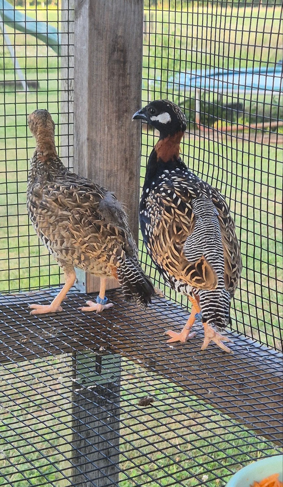 3-3 Halsbandfrankolijnen, Meerdere dieren, Tropenvogel, Geringd