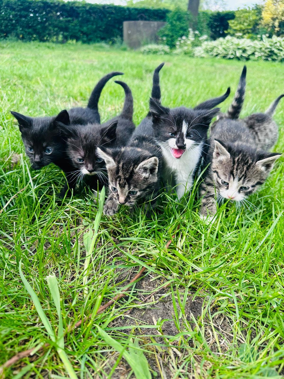 Super mooie lieve kittens, Dieren en Toebehoren, Meerdere dieren