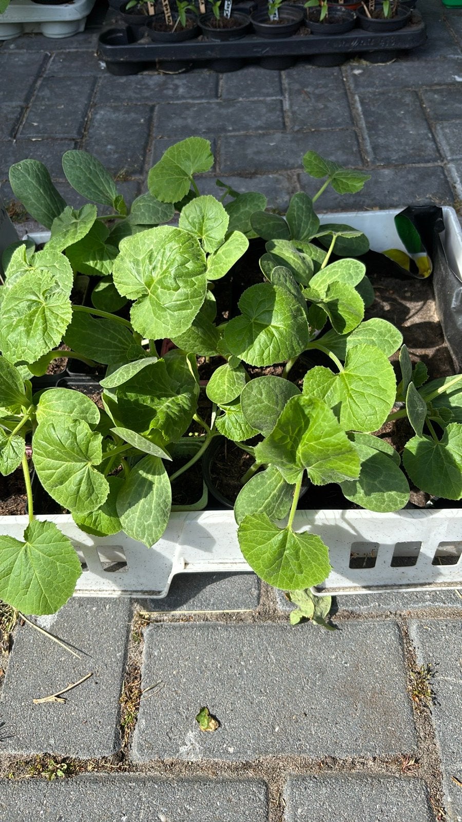 Boerenkoolplanten Boerenkool, Tuin en Terras, Volle zon, Ophalen of Verzenden, Zomer, Groenteplanten