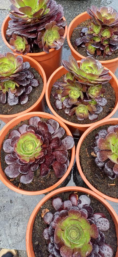 vetplanten, Vaste plant, Bloeit niet, Halfschaduw, Ophalen