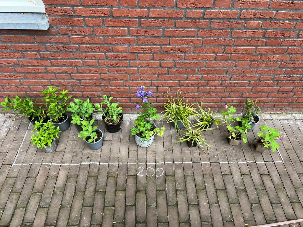 Gifvrij Borderpakket zonnig en droog, Ophalen, Overige soorten, Volle zon