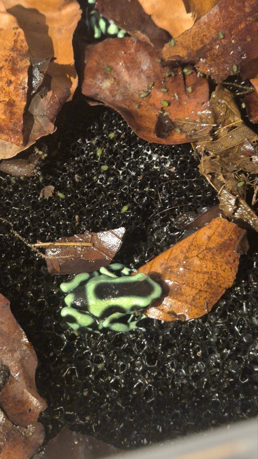 Naweek dendrobates  auratus Costa rica Frog photo 2