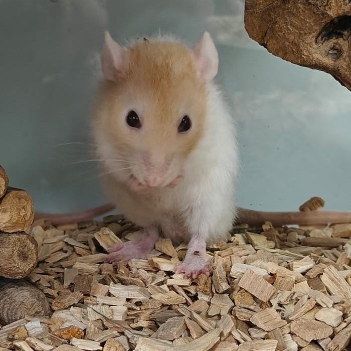 Rattus norvegicus, Dieren en Toebehoren, Juli, Meerdere dieren