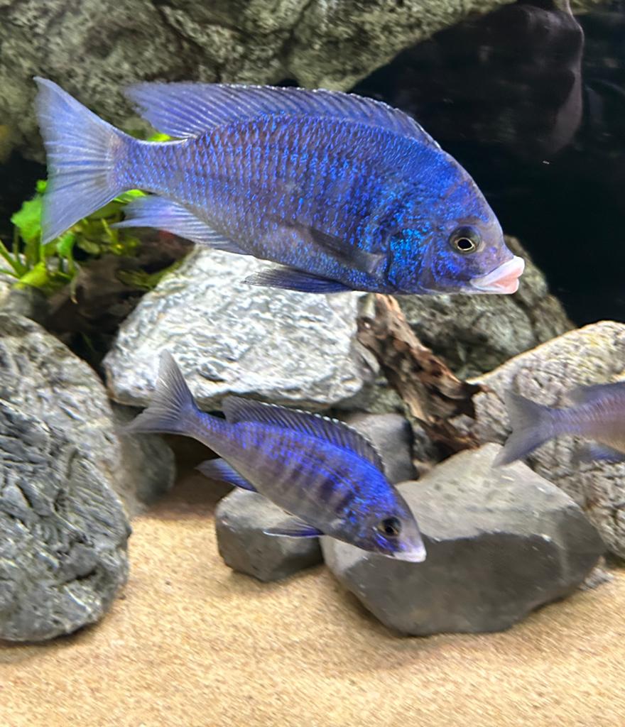 Jonge malawi cichliden. Mdoka white lips, Dieren en Toebehoren, Vissen | Aquariumvissen, Vis