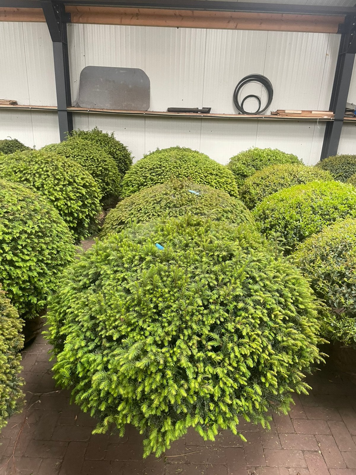 Taxus bollen leverbaar tot 200 cm doorsnede., Ophalen, Taxus, Struik