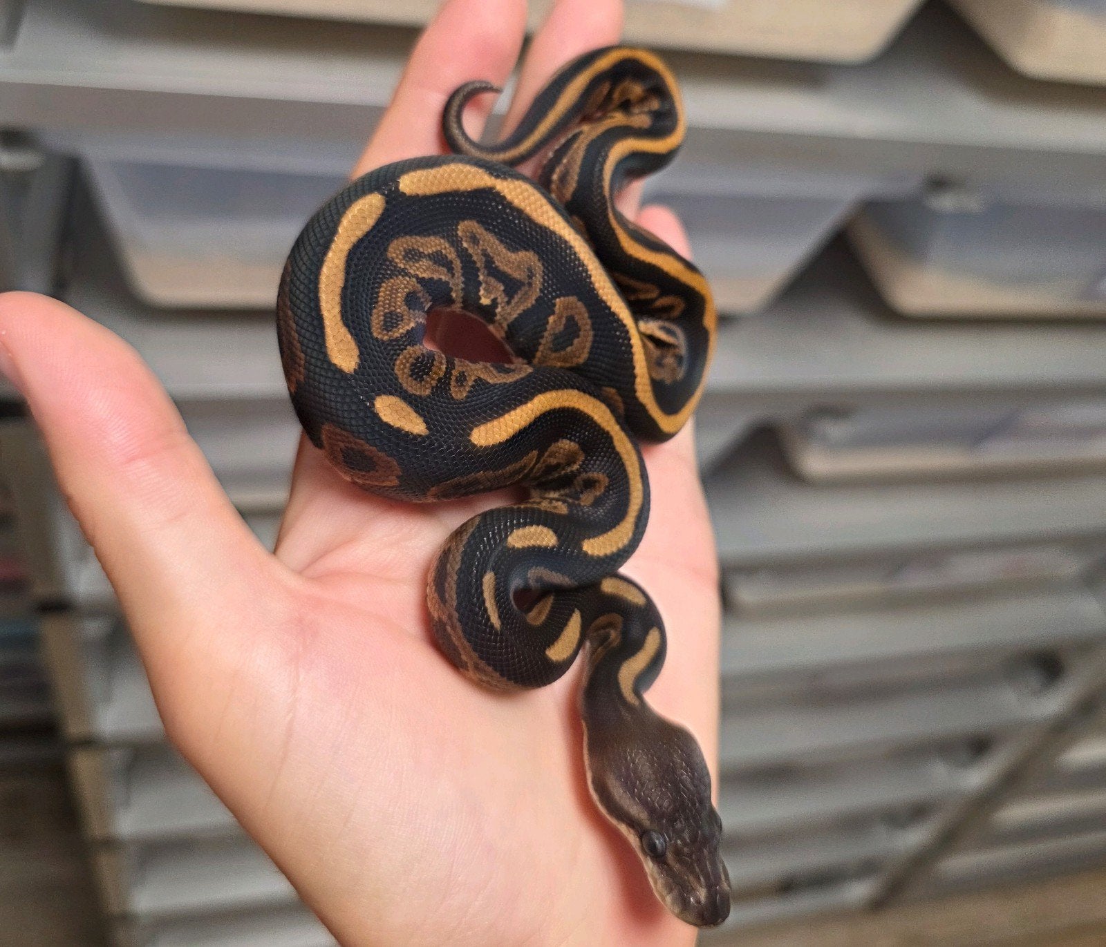 Cinnamon Leopard 100%Lavender Albino 50%Clown️♂️ Ball Python photo 3