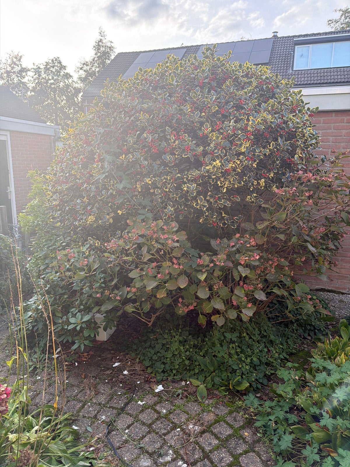 Grote Hulst (Ilex) met rode bessen - Prachtige Tuinplant, Vaste plant, Halfschaduw, Herfst, Ophalen