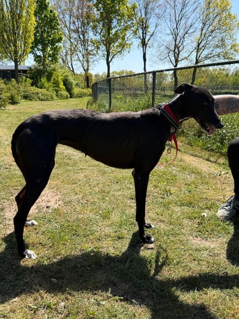Greyhound teef, Dieren en Toebehoren, Honden | Windhonden, 6 jaar of ouder, Overige rassen, Teef, Parvo