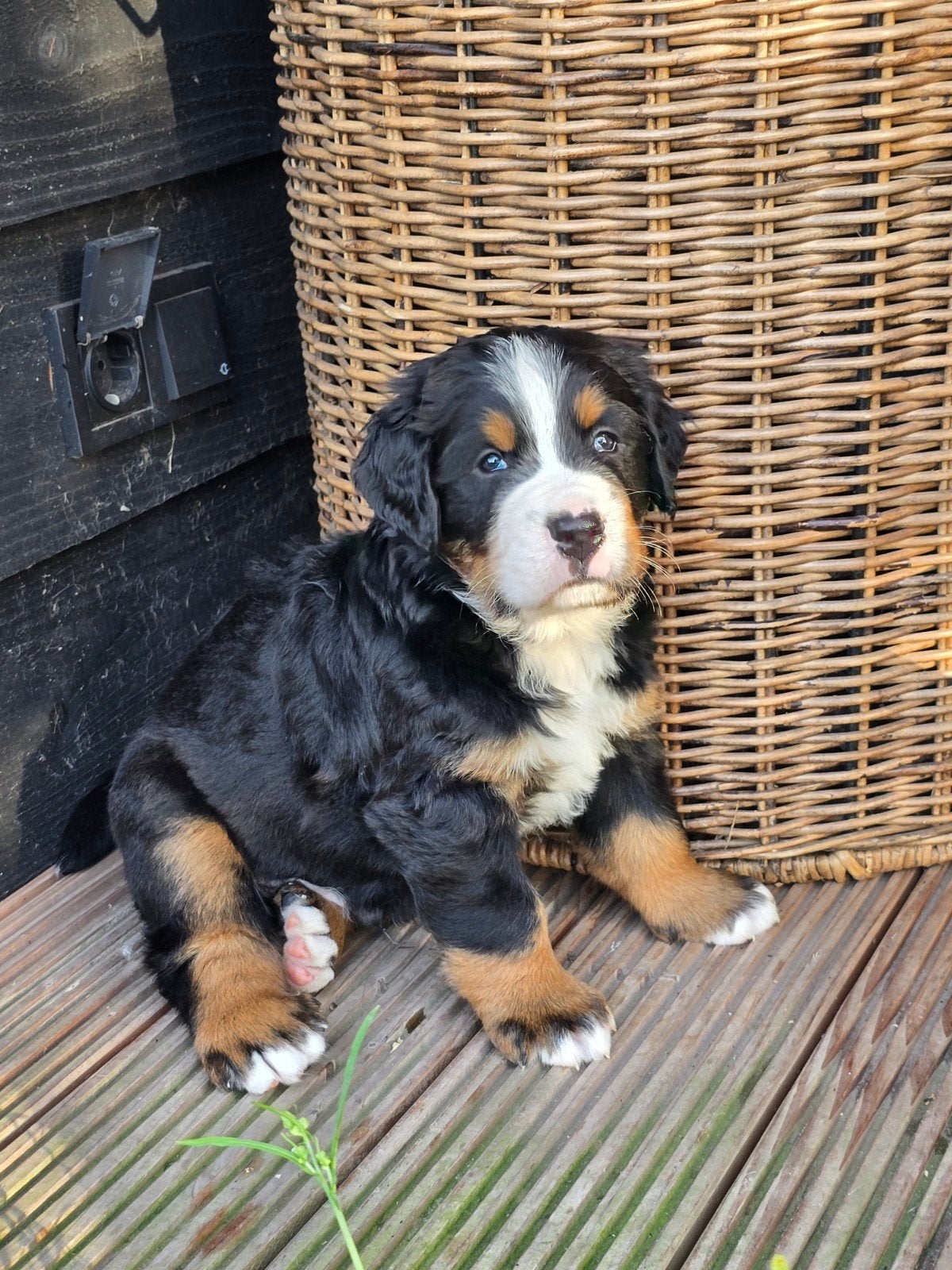 Prachtige kruising Berner Sennen pups te koop, Dieren en Toebehoren, 8 tot 15 weken, Groot, Meerdere, Meerdere dieren
